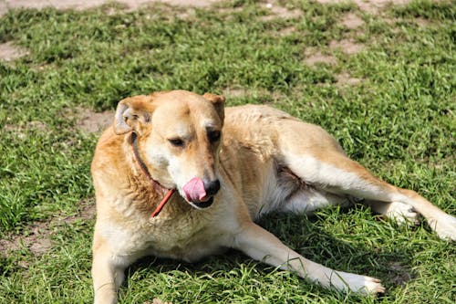 A Beige and White Shirt Coated Dog Lying on Grass Licking its Snout