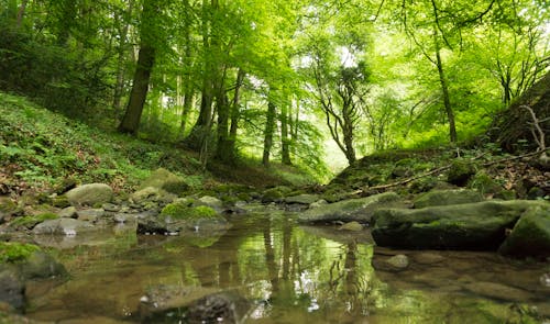 Free woodland stream Stock Photo