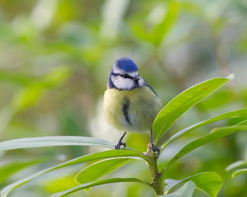 動物, 動物攝影, 棲息 的 免费素材图片