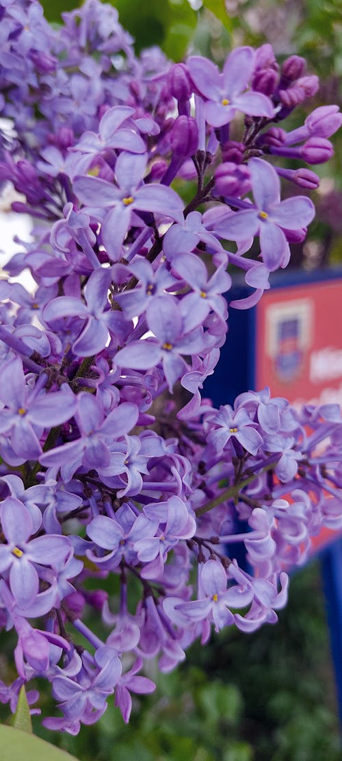 Free stock photo of beautiful flower, light purple wallpaper, purple background
