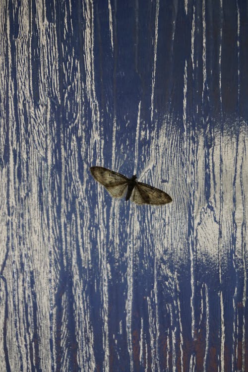 Free widown moth Stock Photo