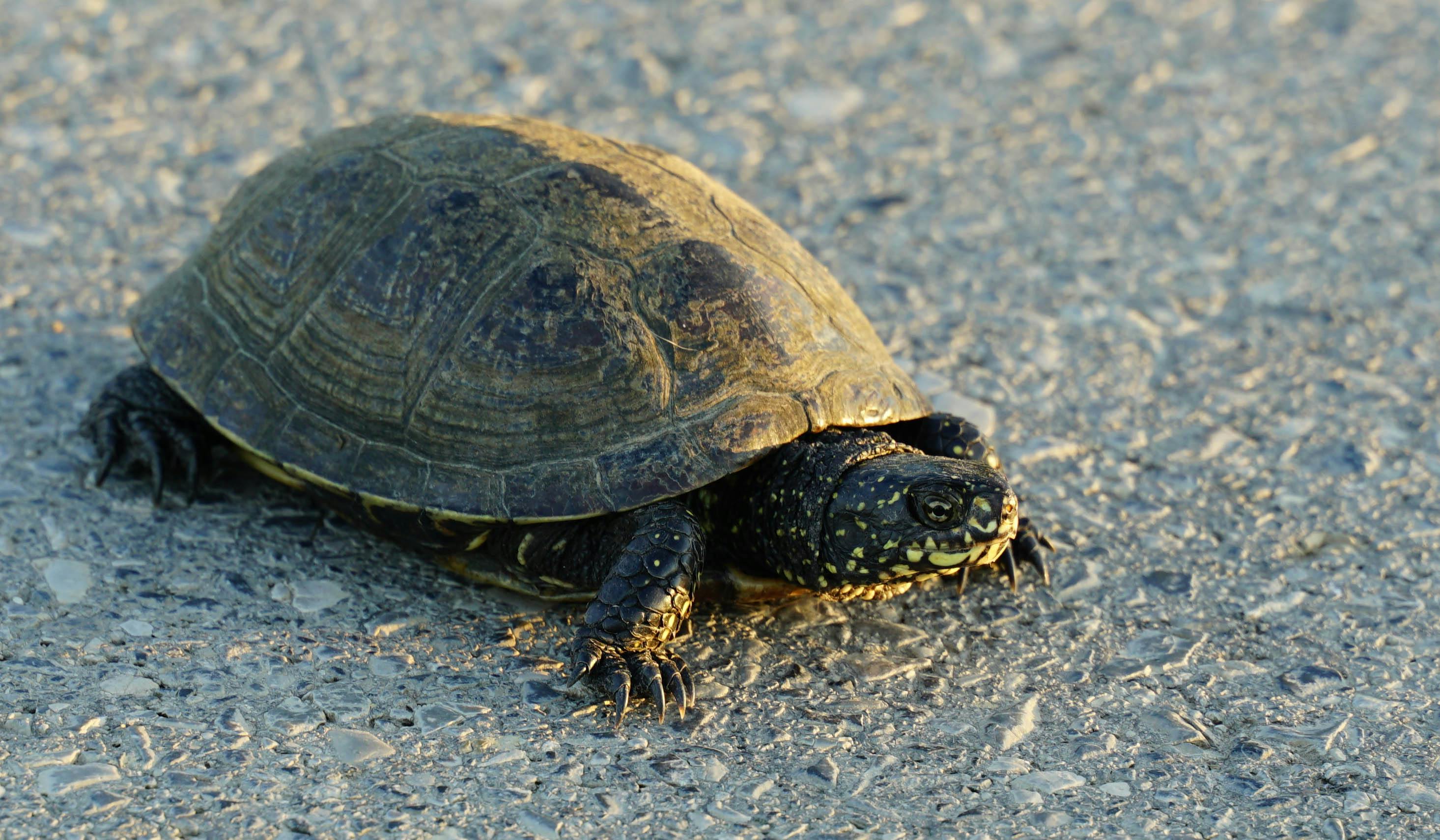 Turtles Crawling on Dirt Ground · Free Stock Photo