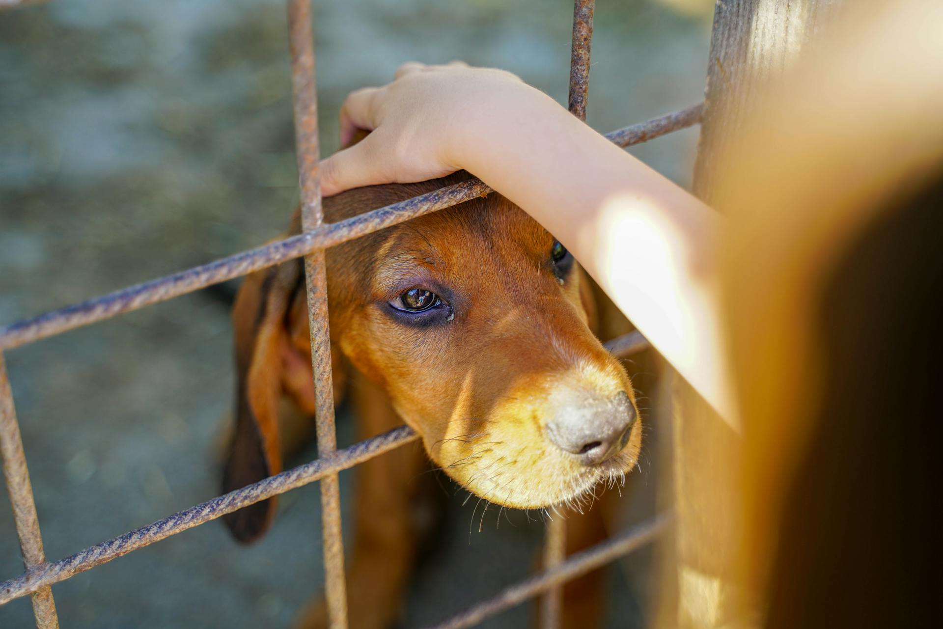 A Person Petting a Dog