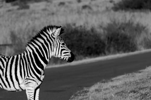 Free Grayscale Photo of Zebra Walking on Road Stock Photo