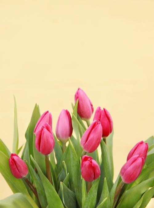 Foto stok gratis berkembang, bunga tulip, bunga-bunga