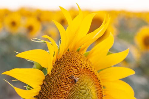 Ücretsiz arı, ayçiçeği, bitki içeren Ücretsiz stok fotoğraf Stok Fotoğraflar