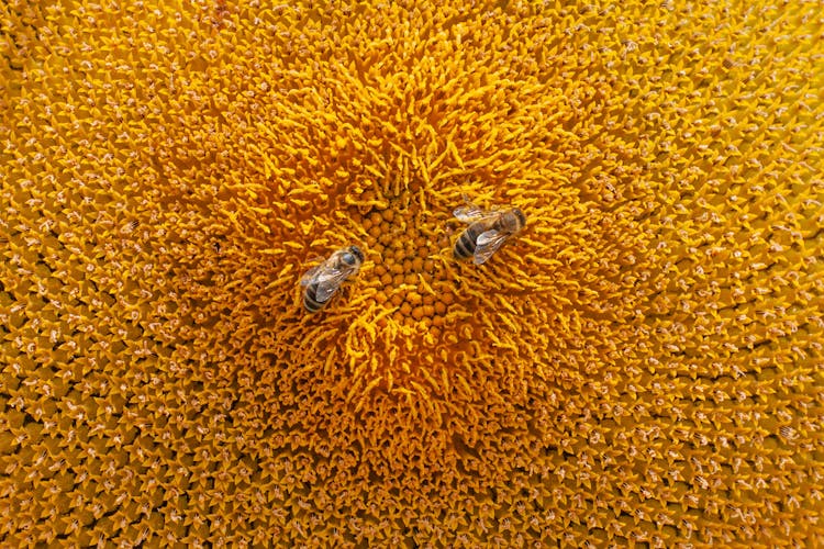 Bees On A Flower