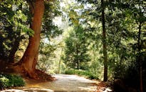 郁郁葱葱的树木和阳光环绕着宁静的森林小径，让人感受到大自然的宁静