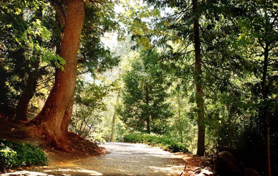 郁郁葱葱的树木和阳光环绕着宁静的森林小径，让人感受到大自然的宁静