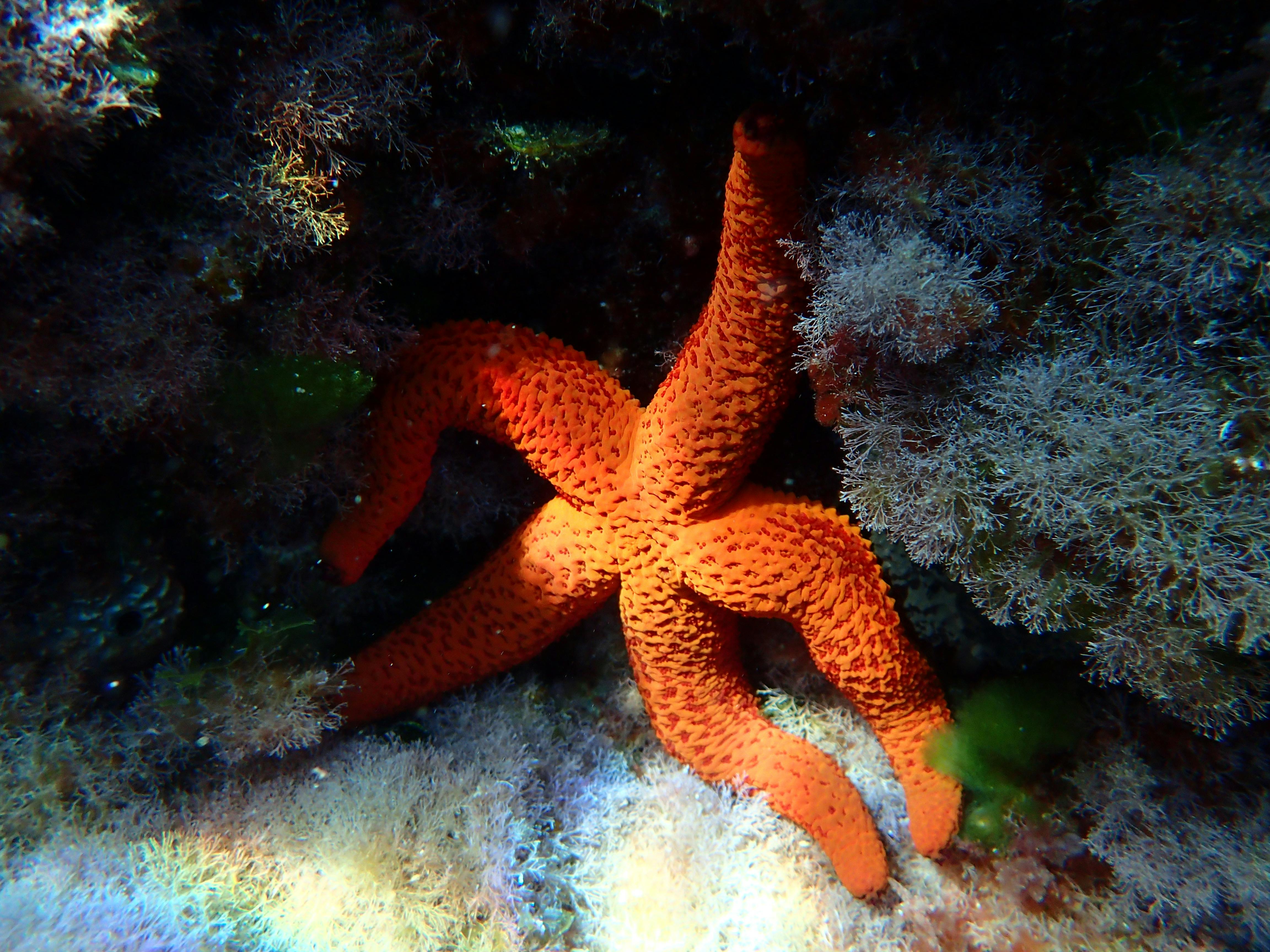 Free stock photo of sea life, starfish, underwater