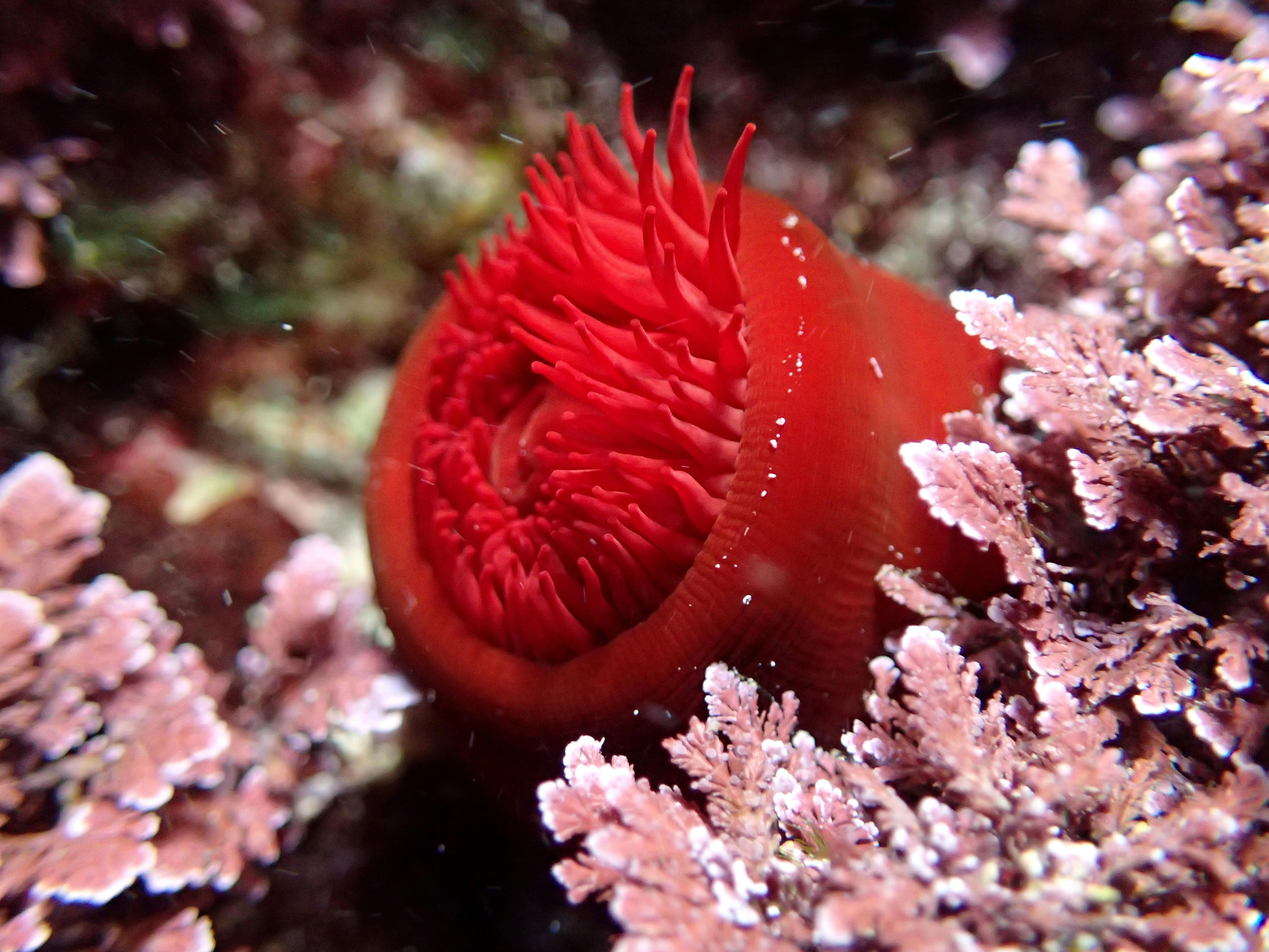 Free stock photo of red, sea life, tentacles