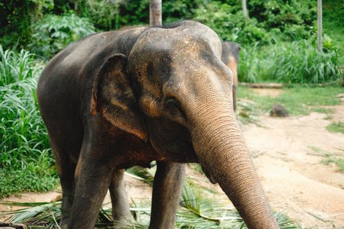 Free A young Asian elephant standing amidst green foliage in a jungle. Stock Photo