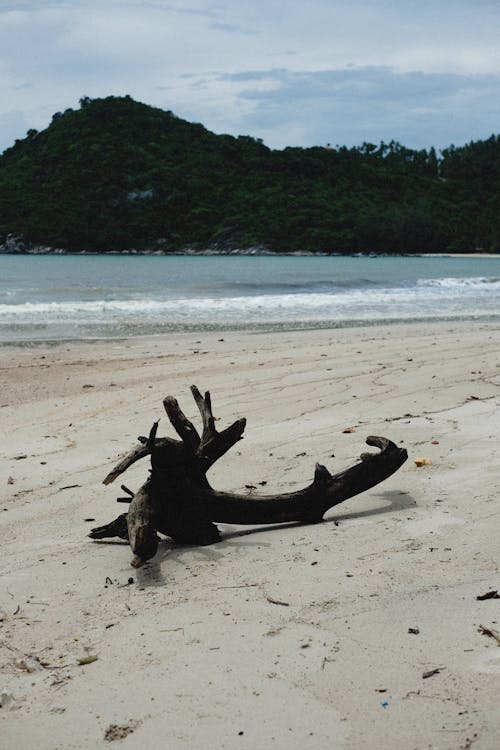 dalgaların karaya attığı odun, deniz, dikey atış içeren Ücretsiz stok fotoğraf