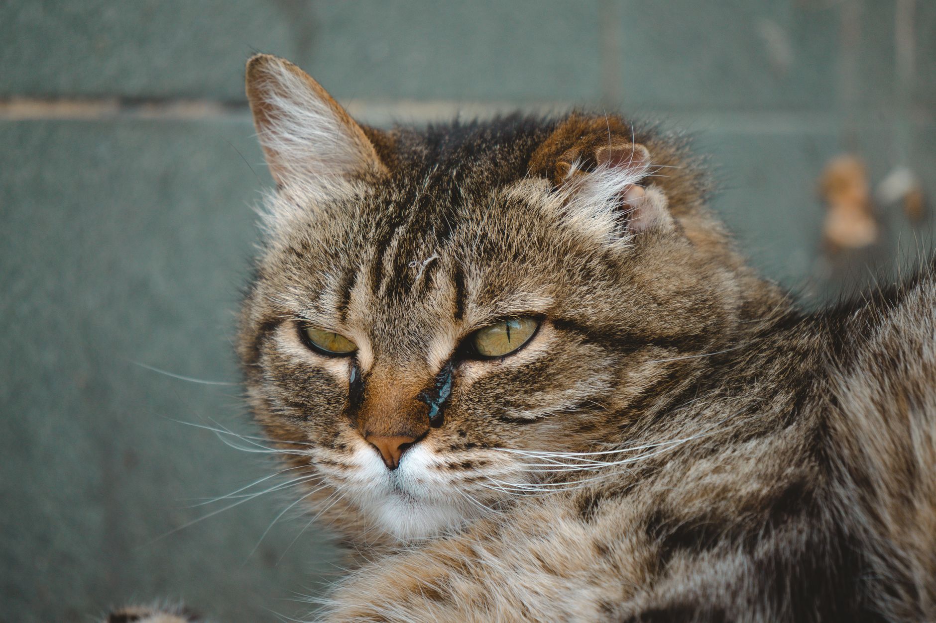Veterinary care for a cat
