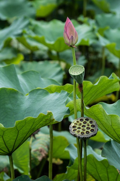 Gratis stockfoto met bladeren, detailopname, fabriek