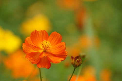 Orange Flower and a Flower Bud