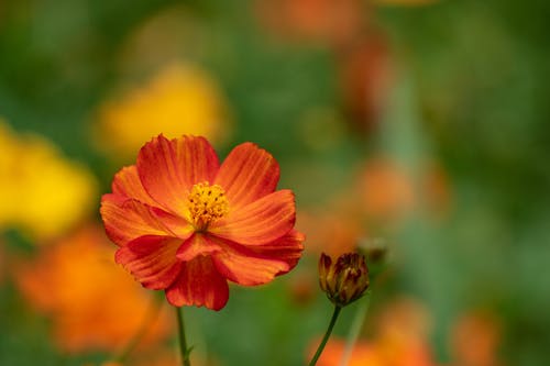 Gratis stockfoto met bloeien, bloem, bloem fotografie