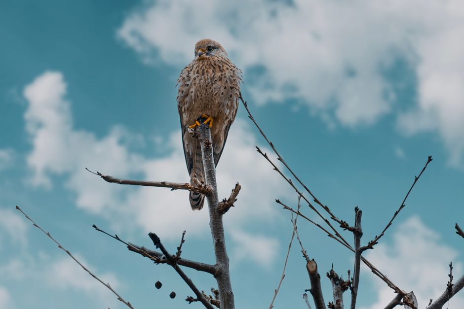 Kestrel bird perched on bare branch against blue sky`