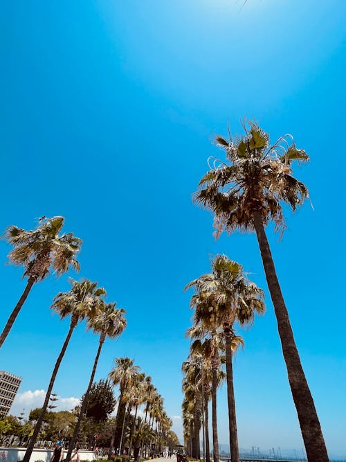 Free stock photo of blue sky, greece, palm trees Stock Photo