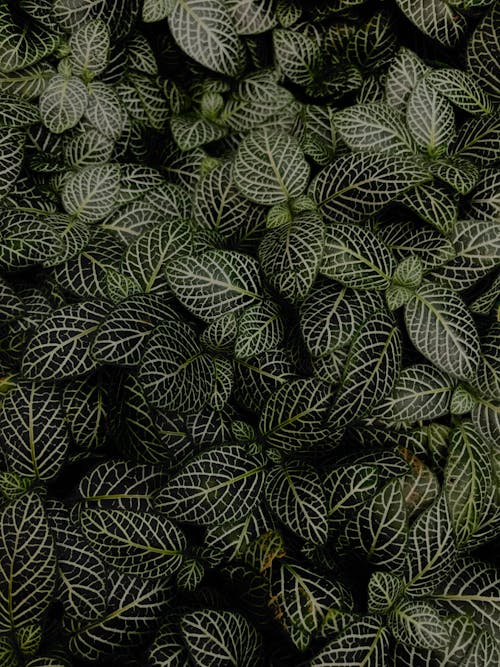 Close Up Photo of Green Leaves