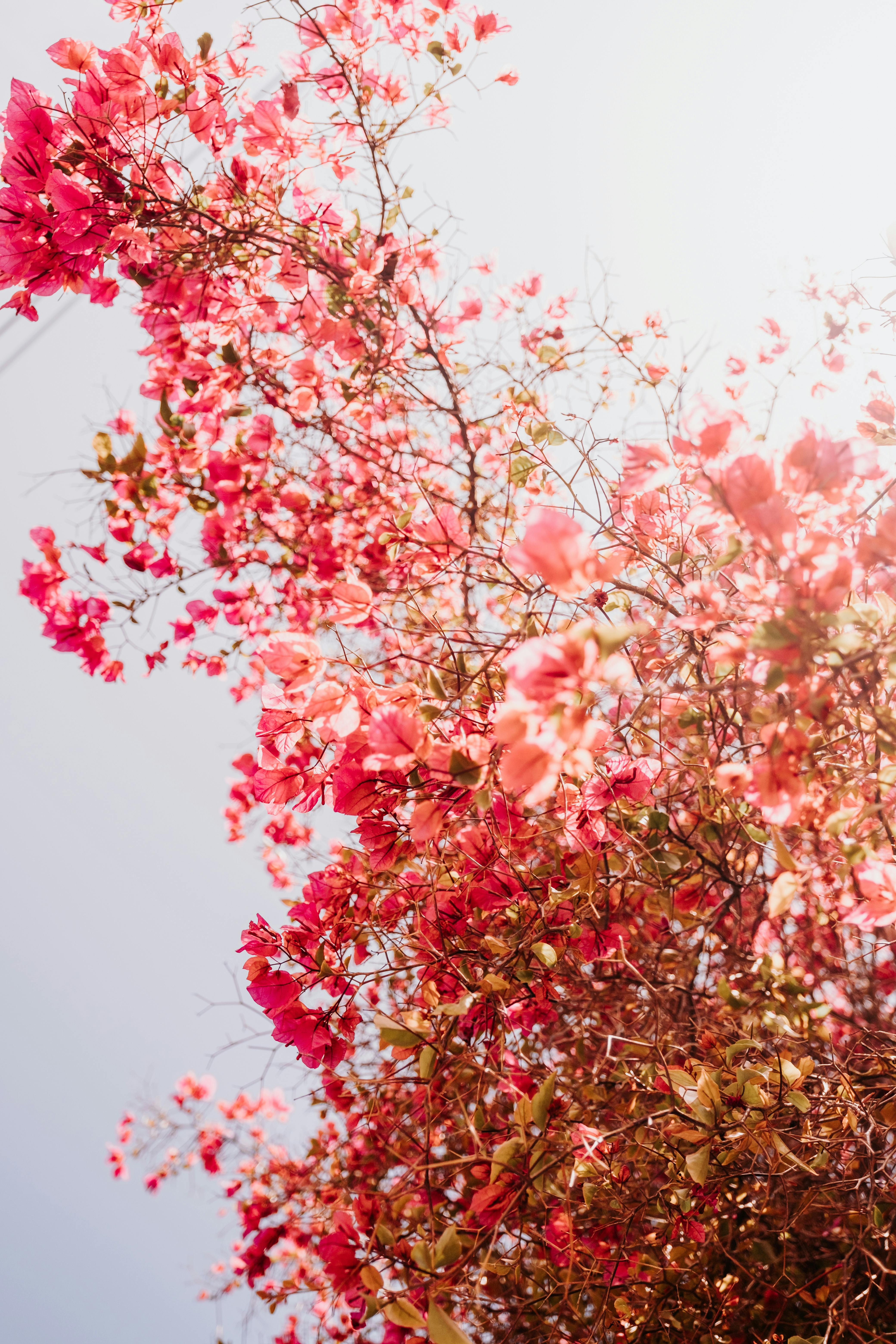 Stunning low-angle view of blooming pink bougainvillea against a clear sky, symbolizing spring's beauty.