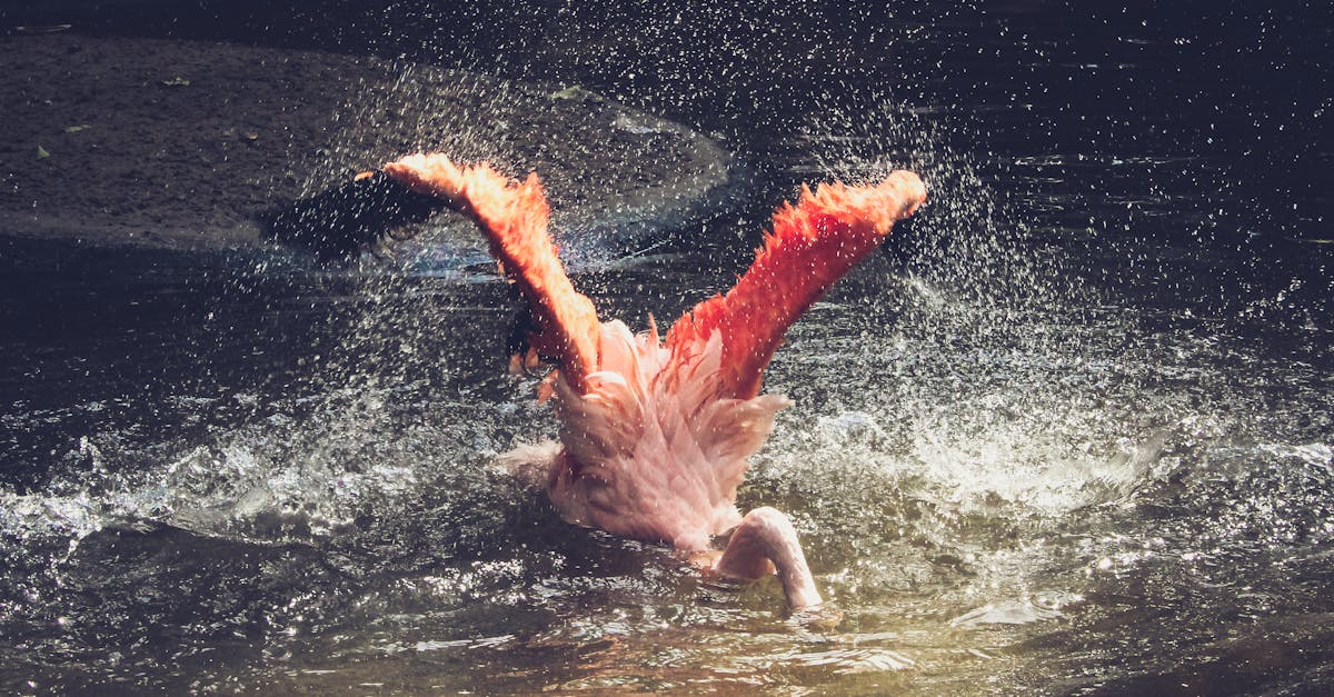 Where does pink river dolphin live