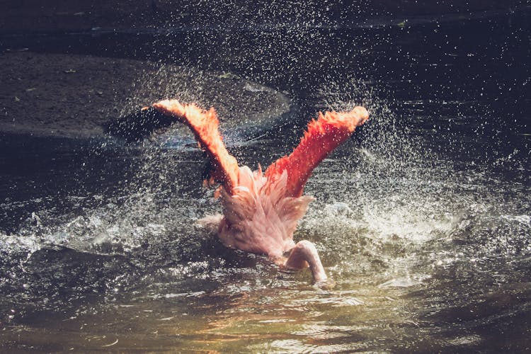 Flamingo Bathing On Calm Water