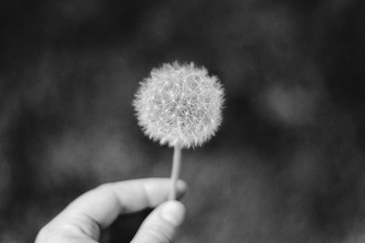 A close-up of a dandelion in grayscale held by a hand.