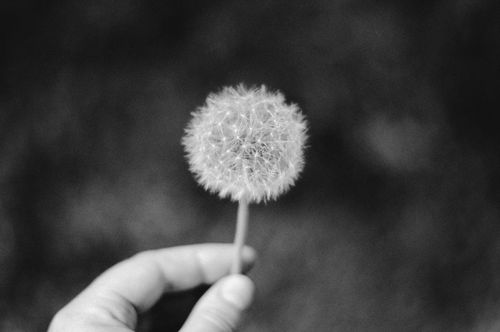 Free A close-up of a dandelion in grayscale held by a hand. Stock Photo
