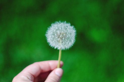 Free Close-up of a hand holding a dandelion against a green background, symbolizing nature and simplicity. Stock Photo