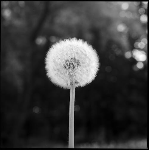 Grayscale Photo of Dandelion Flower