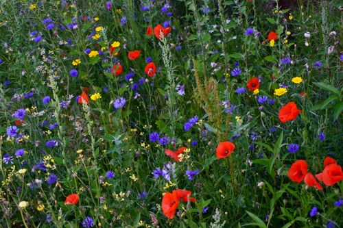 Free Colorful wildflower meadow with poppies, daisies, and cornflowers in Belgium. Stock Photo