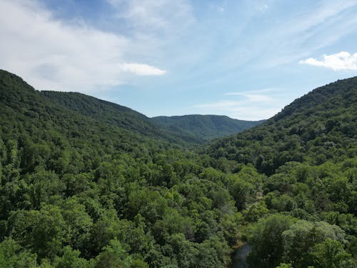 Foto d'estoc gratuïta de arbres, bosc, boscos