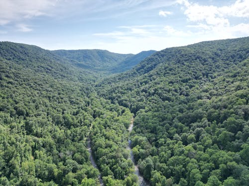 Foto d'estoc gratuïta de arbres, bosc, boscos