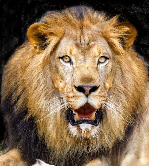 Gratis stockfoto met leeuwenkoning