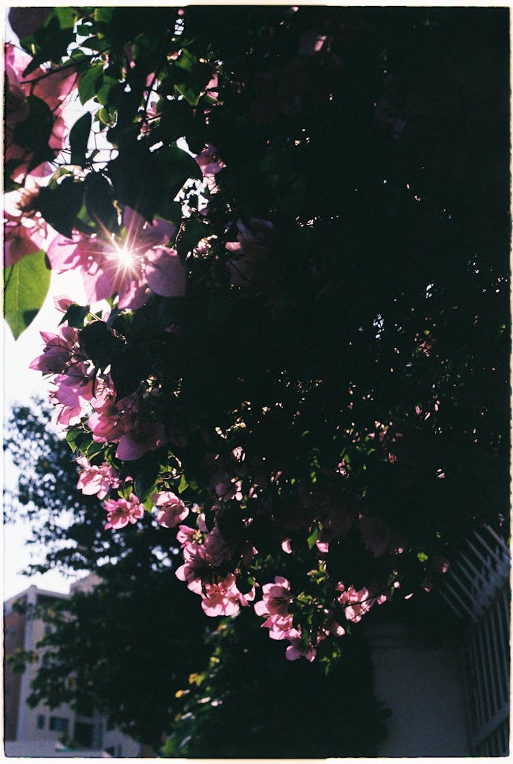 Bougainvillea Shrub Near The Garden Fence