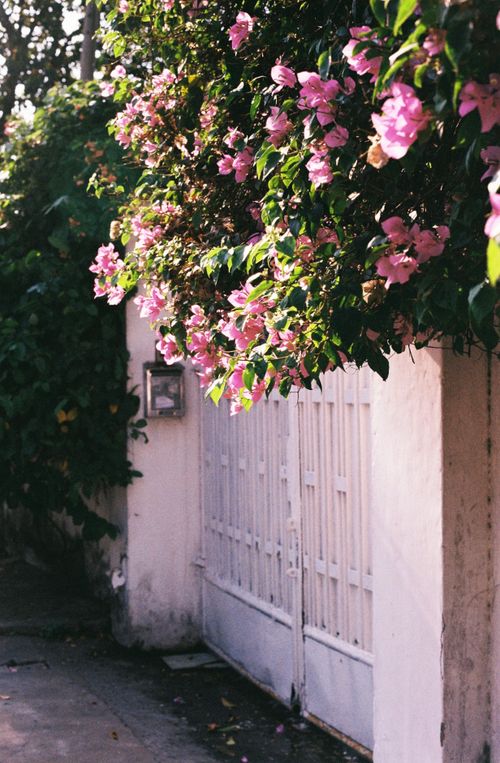 Free A lush display of pink bougainvillea flowers hangs over a sunlit metal gate, casting serene shadows. Stock Photo