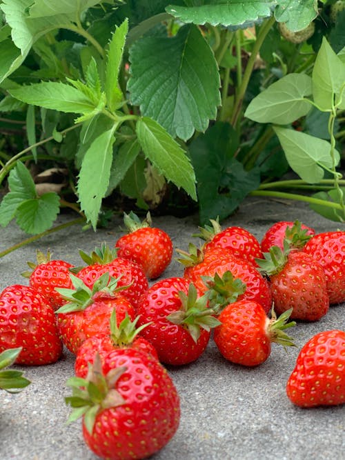 Strawberries on the Ground