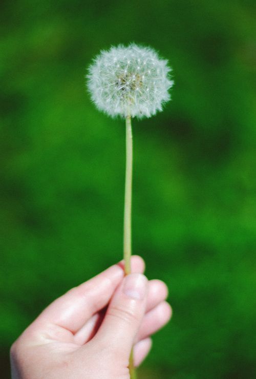 Free A hand holding a fluffy dandelion with a vivid green backdrop, symbolizing nature and simplicity. Stock Photo