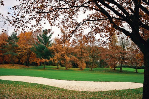 Imagine de stoc gratuită din arbori, buncăr, frunze căzute