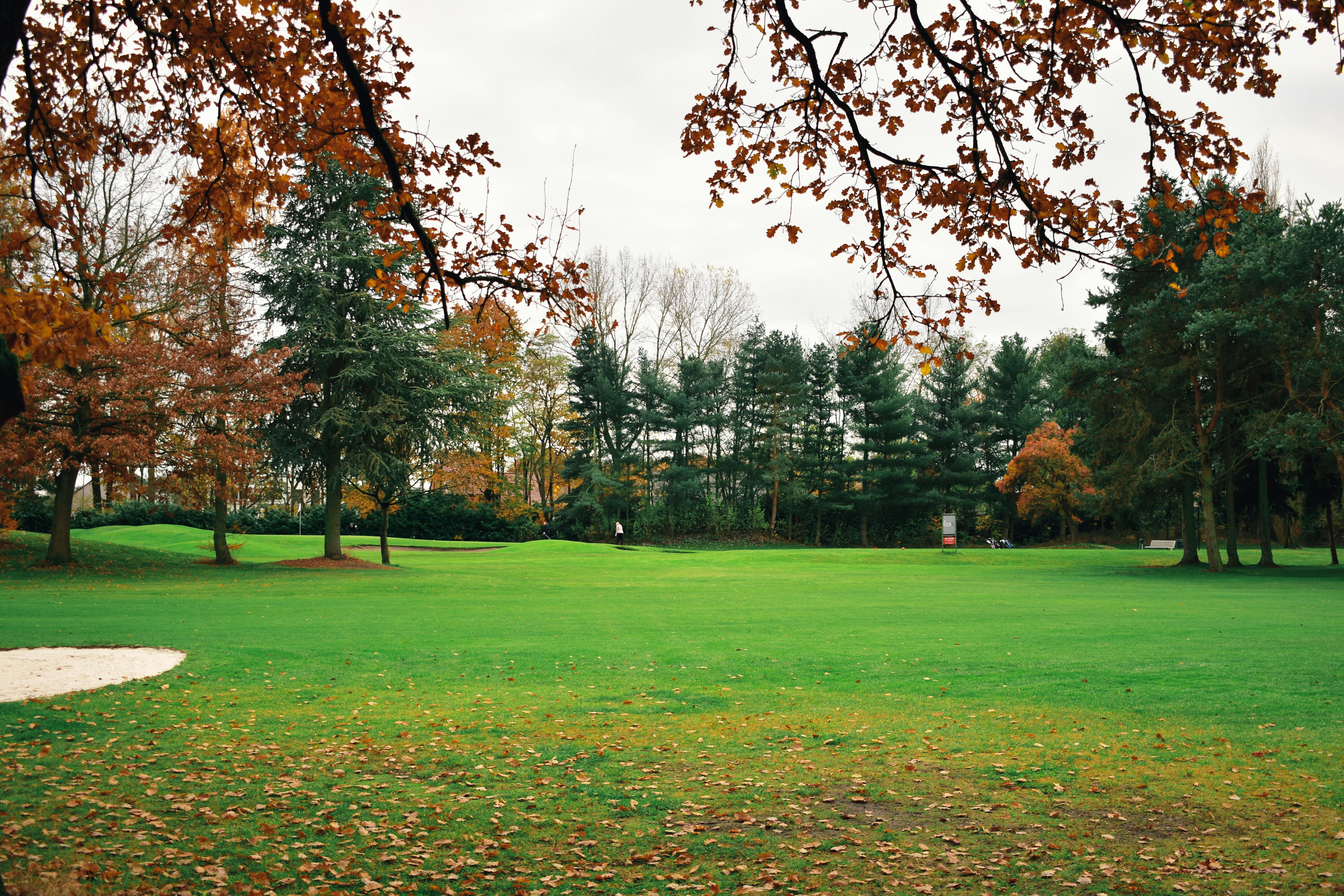 Dried Leaves on Green Grass Field Surrounded by Green Trees · Free