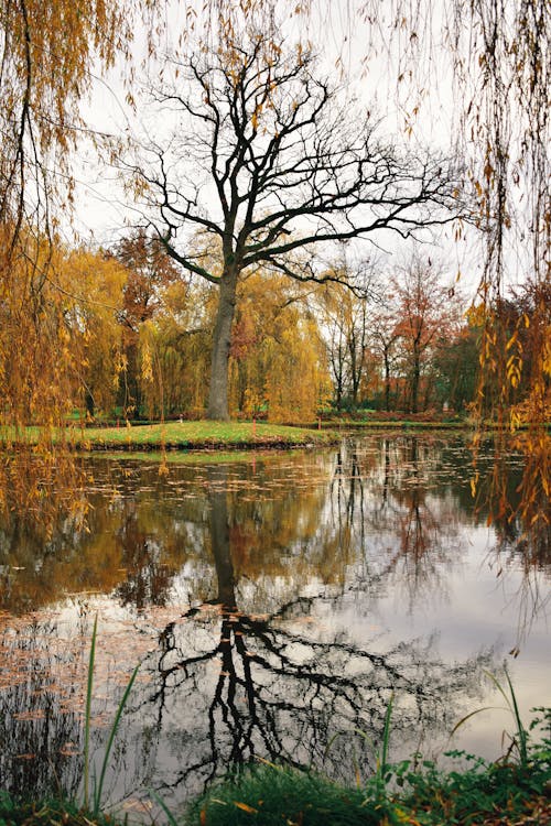 Bare Tree Near a Pond