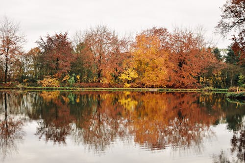 A Placid Lake Near Trees During Autumn