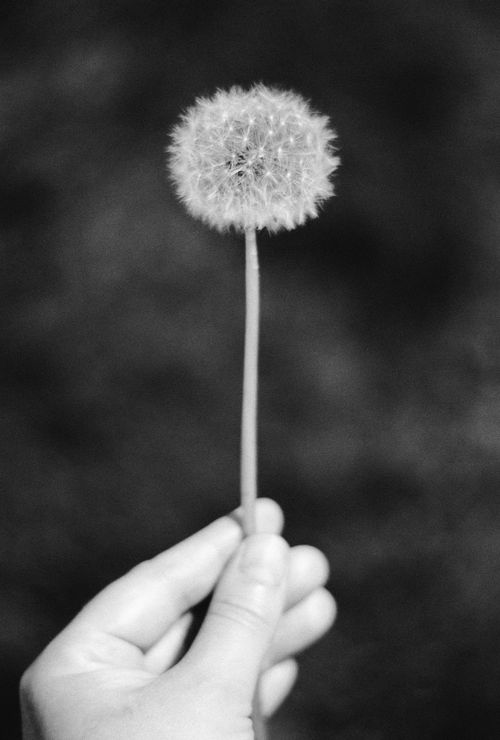 Free Black and white image of a hand holding a dandelion with a blurred background. Stock Photo