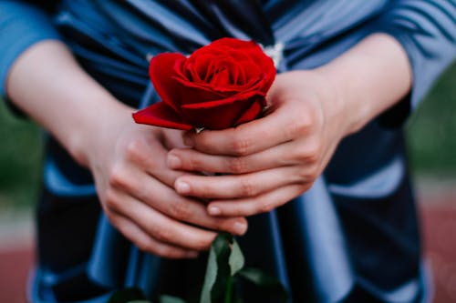 A Person Holding a Red Rose 