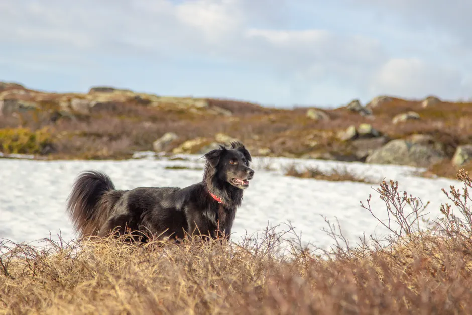 flat-coated retriever