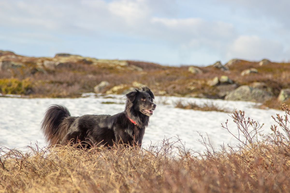 Flatcoated retriever – hundras
