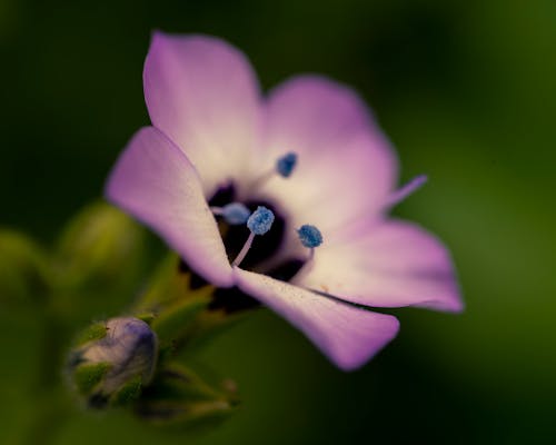 Purple Flower in Close Up Photography