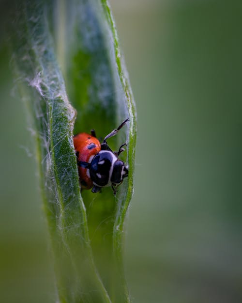 Macro Shot of a Ladybird