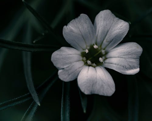 คลังภาพถ่ายฟรี ของ กลีบดอก, การถ่ายภาพดอกไม้, ดอกไม้สีขาว